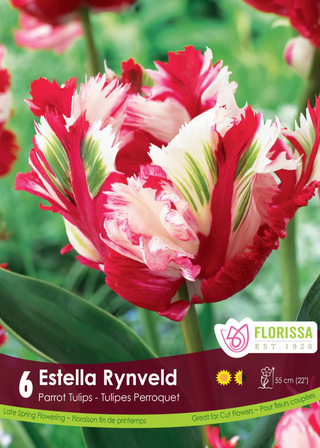 PRE-ORDER Tulip Parrot | Estella Rynveld
