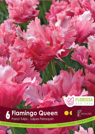 PRE-ORDER Tulip Parrot | Flamingo Queen NEW