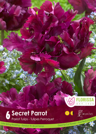 PRE-ORDER Tulip Parrot | Secret Parrot
