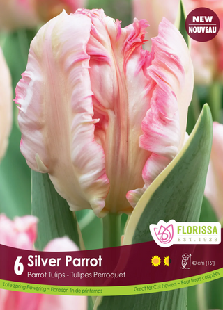 PRE-ORDER Tulip Parrot | Silver Parrot