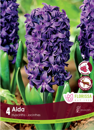 PRE-ORDER Hyacinth | Aida
