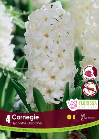 PRE-ORDER Hyacinth | Carnegie