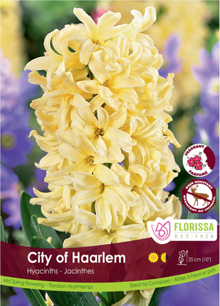 PRE-ORDER Hyacinth | City of Haarlem
