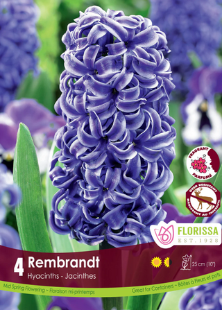 PRE-ORDER Hyacinth | Rembrandt