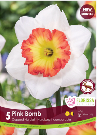 PRE-ORDER Daffodil Cupped | Pink Bomb