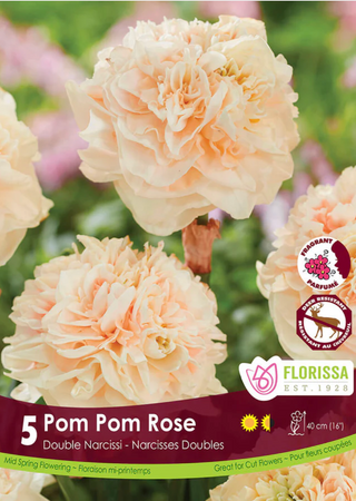PRE-ORDER Daffodil Double | Pom Pom Rose NEW