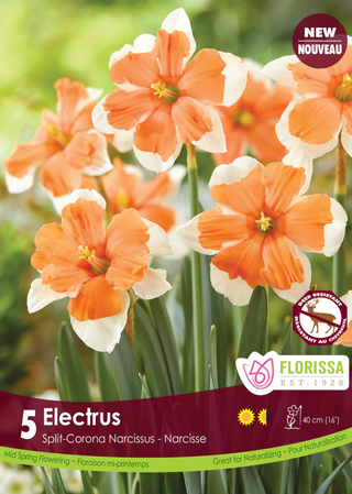 PRE-ORDER Daffodil Butterfly | Electrus