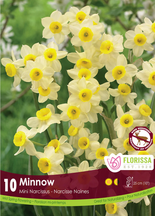 PRE-ORDER Daffodil Mini | Minnow Tops