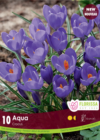 PRE-ORDER Crocus Large Flowering | Aqua