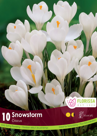 PRE-ORDER Crocus Large Flowering | Snowstorm