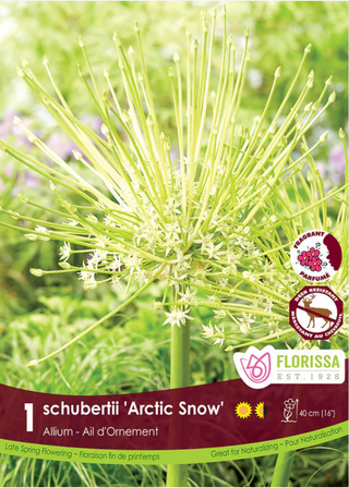 PRE-ORDER Allium | Schubertii Arctic Snow NEW