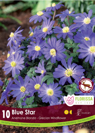 PRE-ORDER Anemone | Blanda Blue Star 10 Bulbs