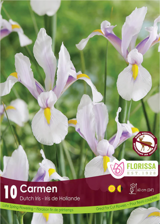 PRE-ORDER Iris | Dutch Carmen NEW