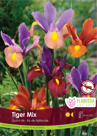 PRE-ORDER Iris | Dutch Tiger Mix