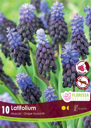 PRE-ORDER Muscari | Latifolium