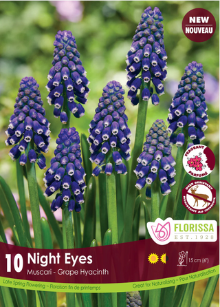PRE-ORDER Muscari | Night Eyes