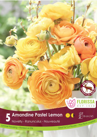 PRE-ORDER Ranunculus | Amandine Pastel Lemon