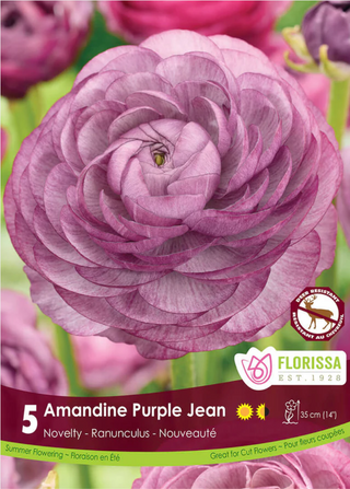 PRE-ORDER Ranunculus | Amandine Purple Jean NEW
