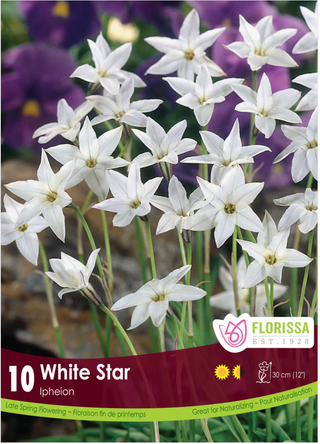 PRE-ORDER Ipheion | White Star