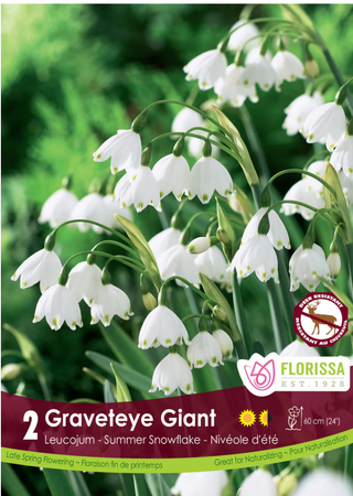 PRE-ORDER Leucojum | Gravetye Giant