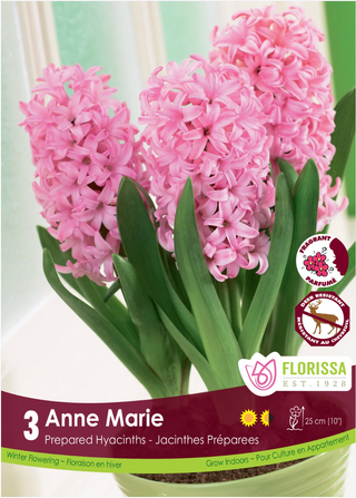 PRE-ORDER Hyacinth PREPARED | Anne Marie