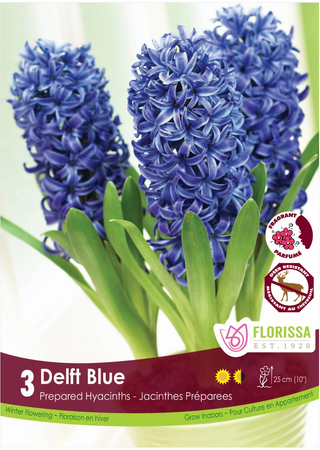 PRE-ORDER Hyacinth PREPARED | Delft Blue