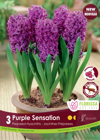 PRE-ORDER Hyacinth PREPARED | Purple Sensation