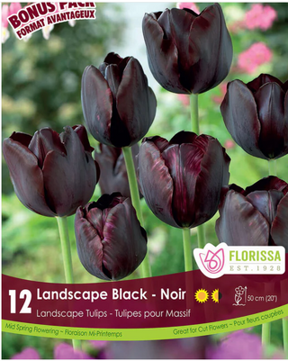 PRE-ORDER Tulip Landscape | Black