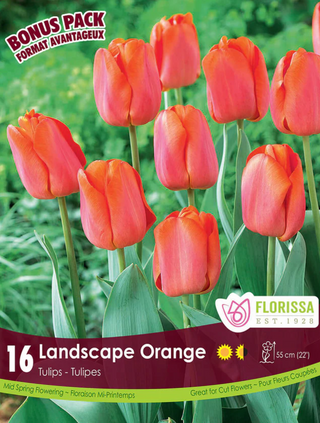 PRE-ORDER Tulip Landscape | Orange