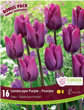 PRE-ORDER Tulip Landscape | Purple