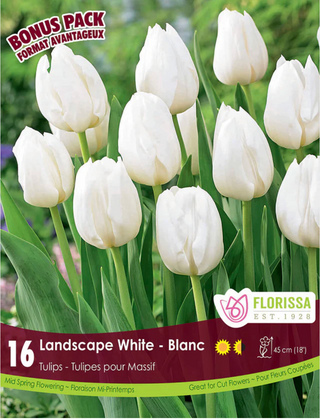 PRE-ORDER Tulip Landscape | White
