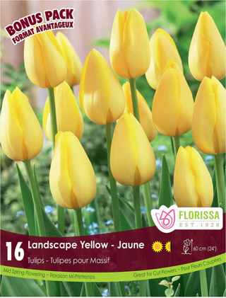 PRE-ORDER Tulip Landscape | Yellow