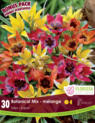 PRE-ORDER Tulip - Botanical Mix