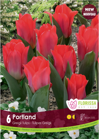 PRE-ORDER Tulip Greigii | Portland