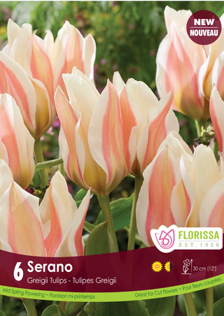 PRE-ORDER Tulip Greigii | Serano