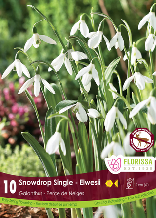 PRE-ORDER Snowdrop | Single