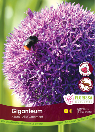 PRE-ORDER Allium | Giganteum