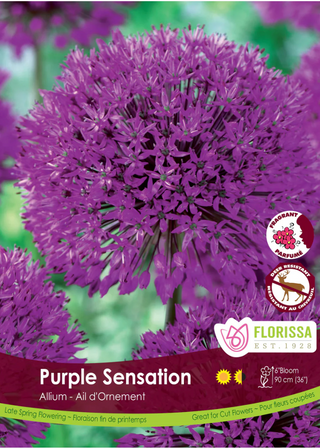 PRE-ORDER Allium | Purple Sensation