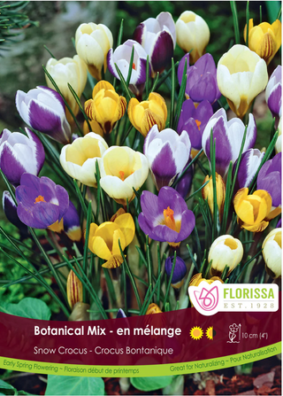 PRE-ORDER Crocus | Snow Crocus Species Mix