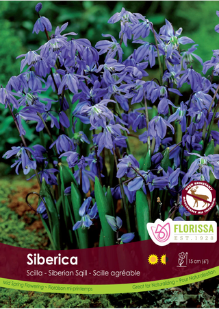 PRE-ORDER Scilla | Siberica