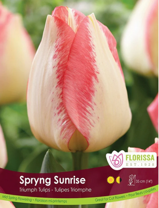 PRE-ORDER Tulip | Spryng Sunrise - Triumph NEW
