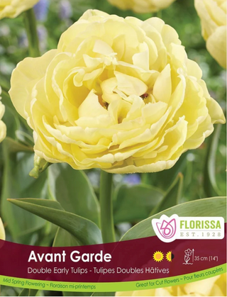 PRE-ORDER Tulip Double Early | Avant Garde NEW