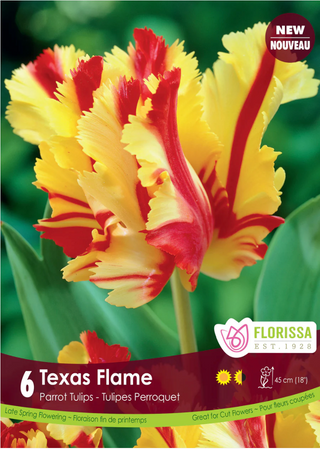 PRE-ORDER Tulip Parrot | Texas Flame