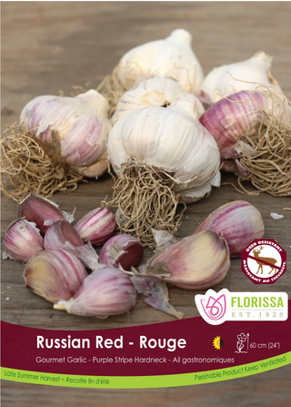 PRE-ORDER Fall Garlic | Russian Red (1 Bulb)