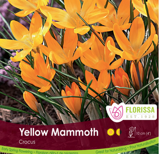 Crocus Yellow Mammoth