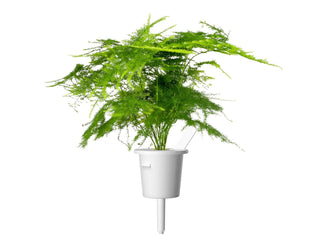 Click and Grow Refill 3-Pack - Lace Fern