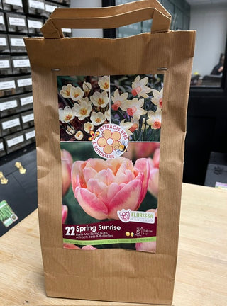 Spring Sunrise - 22 bulb pkg