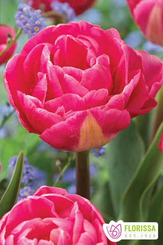 Tulip - Vogue - Double Peony