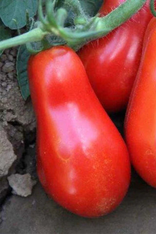 Close-up of red tomatoes on a vine with a natural background