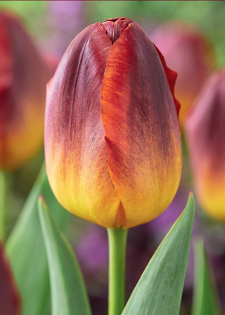 Tulip - Amber Glow (Triumph)